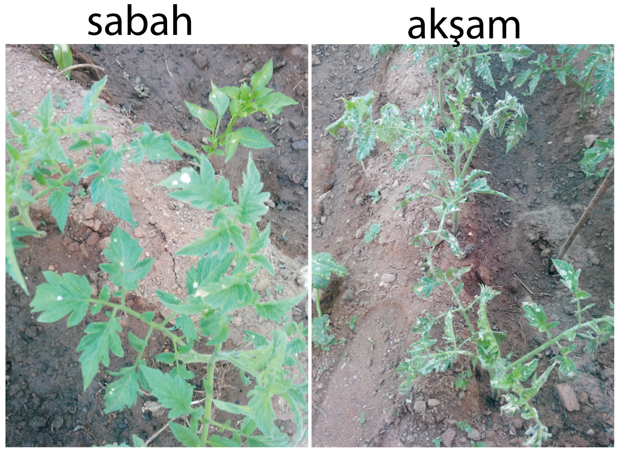 Haber görseli