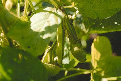 Gardensel arşivinden temsili görsel