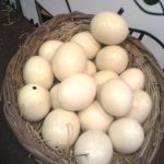 Gardensel arşivinden temsili görsel